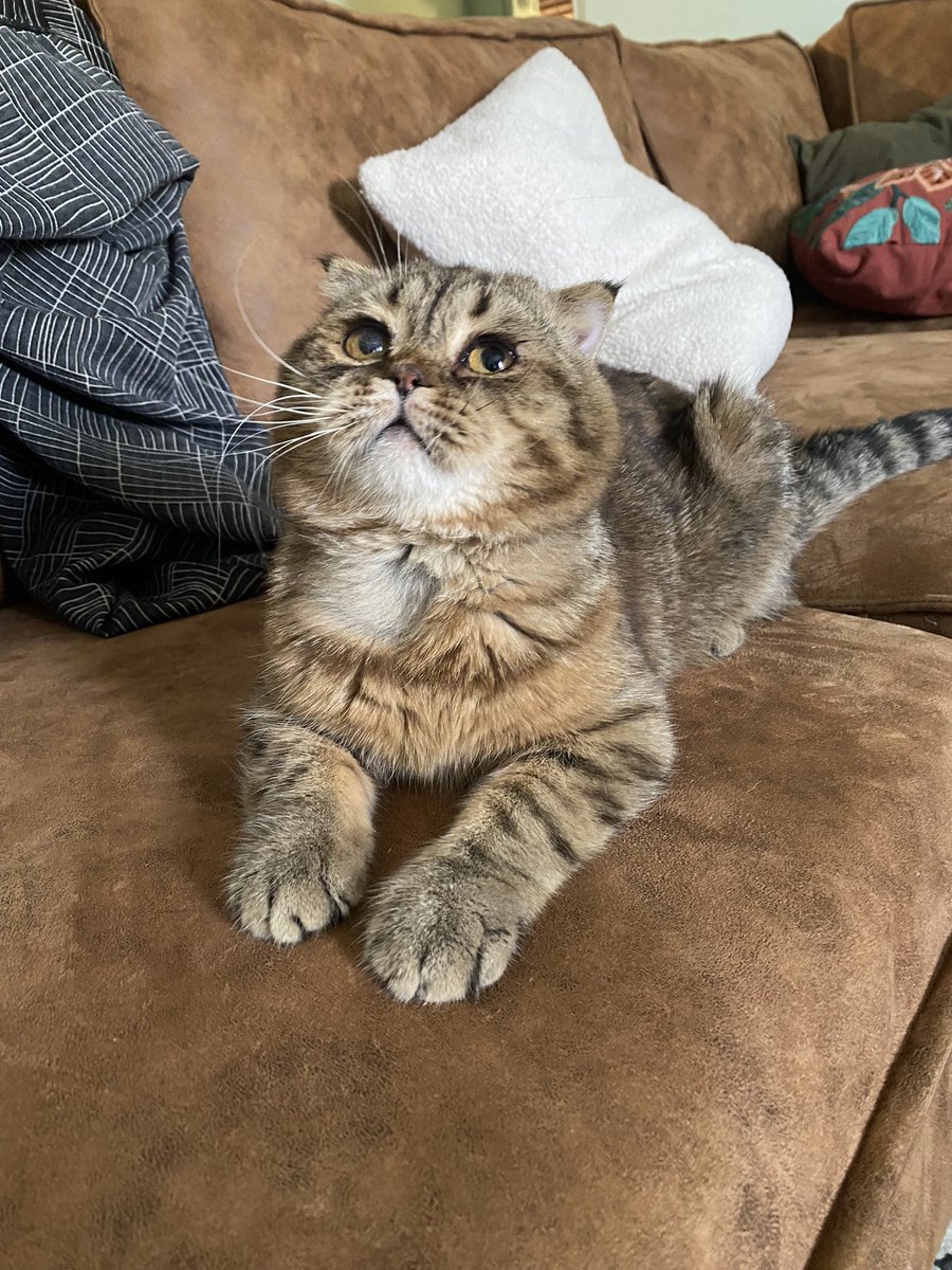 Soft_Paws tweet media