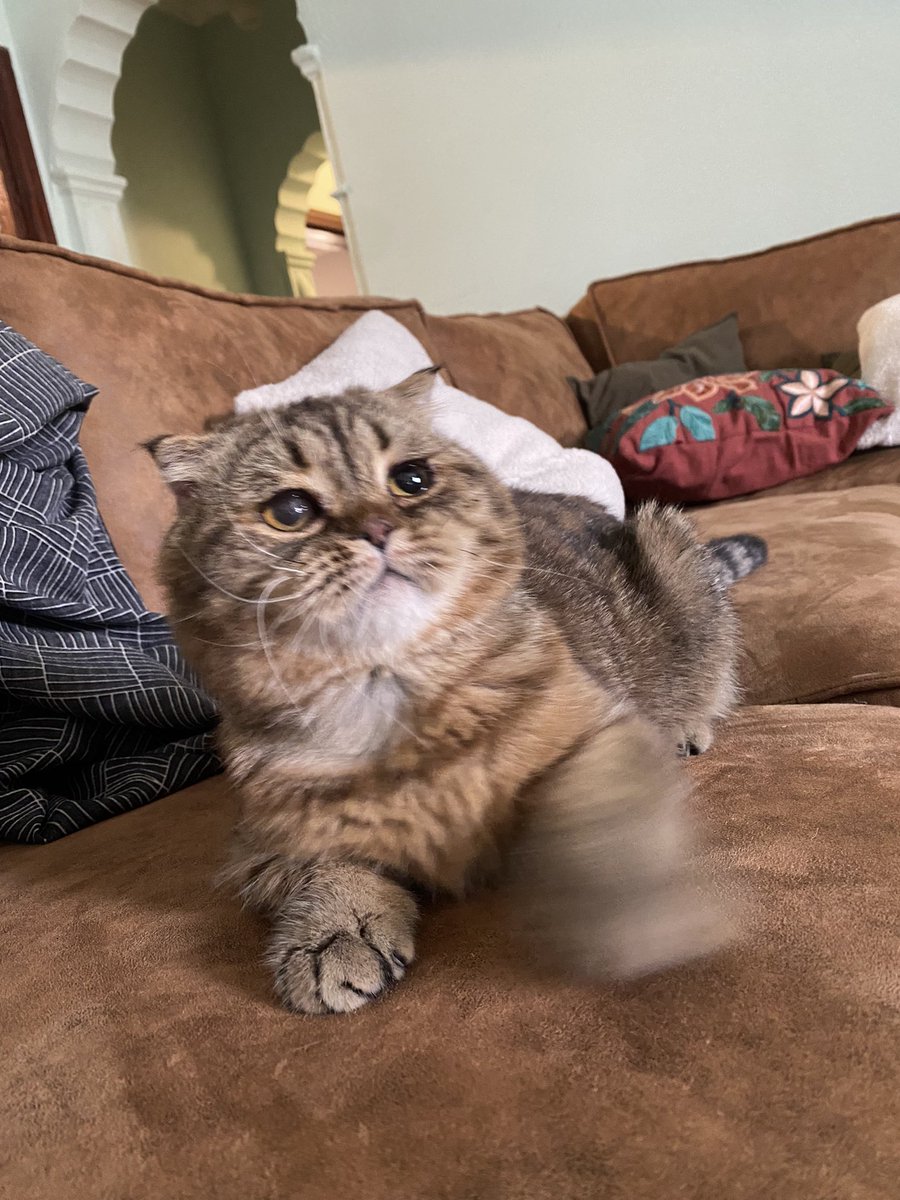 Soft_Paws tweet media