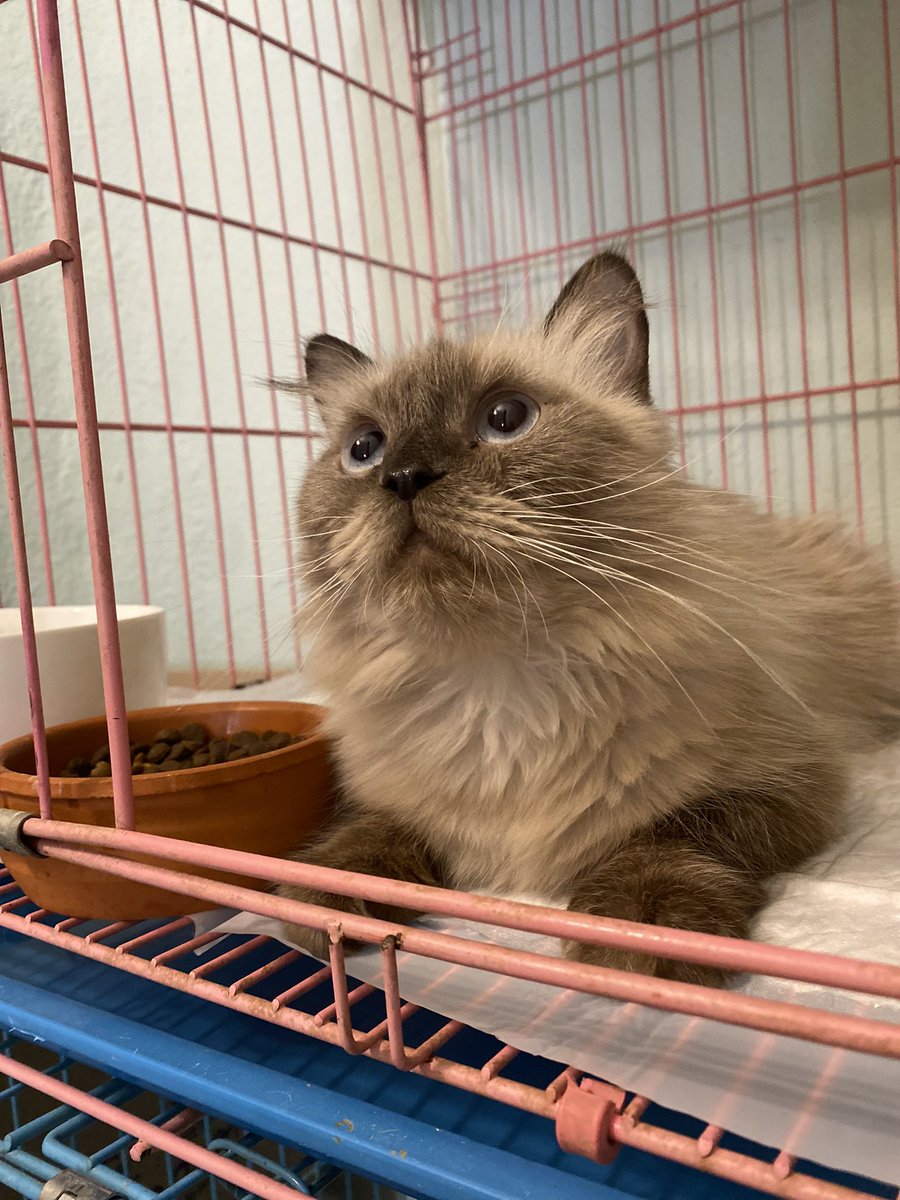 Soft_Paws tweet media