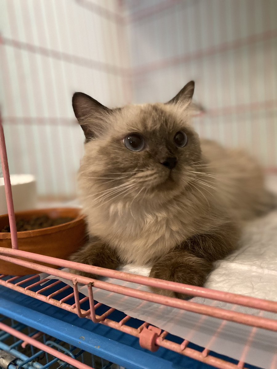 Soft_Paws tweet media