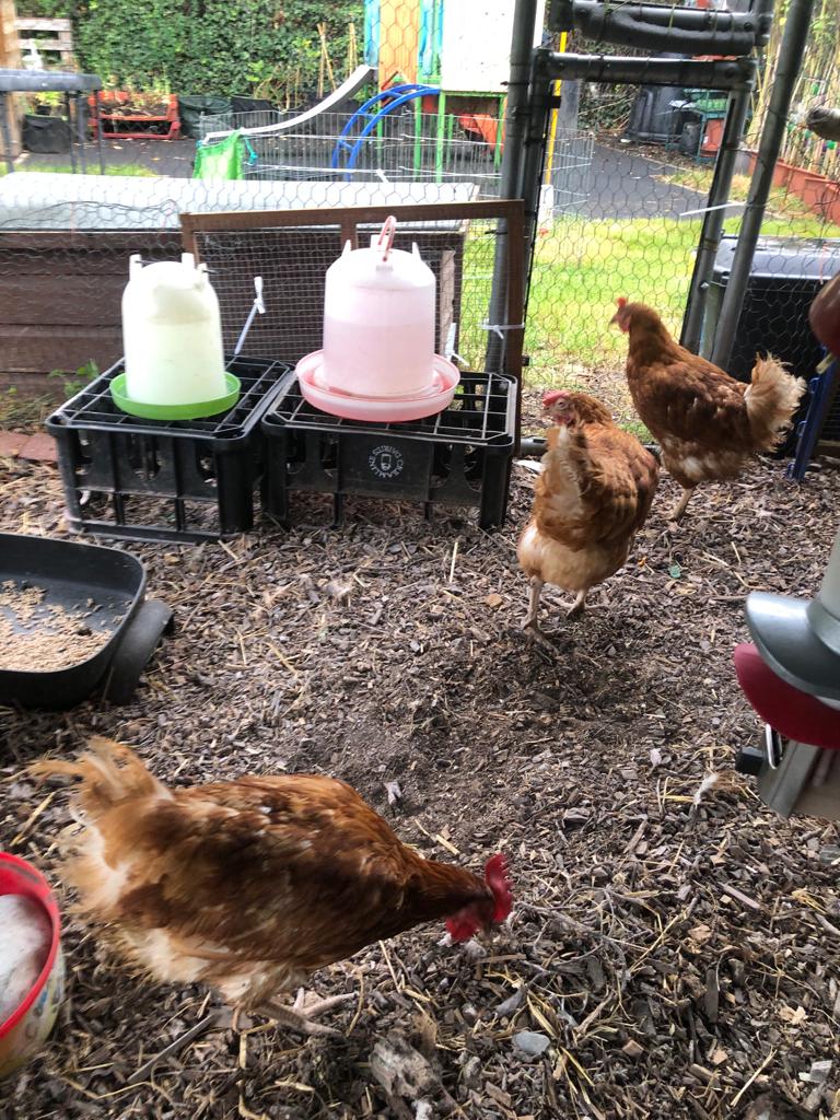 Nursery have new chickens! They are loving their new home. #nursery #chickens #forestschool #outdoorkids