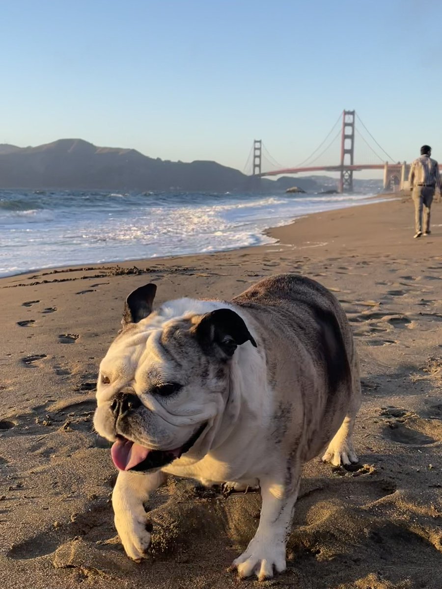 Want to keep up with your pup’s health on the daily?! Then Daisy is the app for you 🐶 Learn more at daisypet.ai ➡️ #doglover #daisy