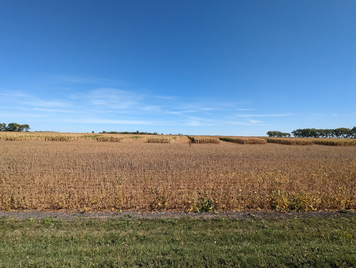 Intercropping, soys and corn on tiled ground by progressive grower in Walsh County ND.