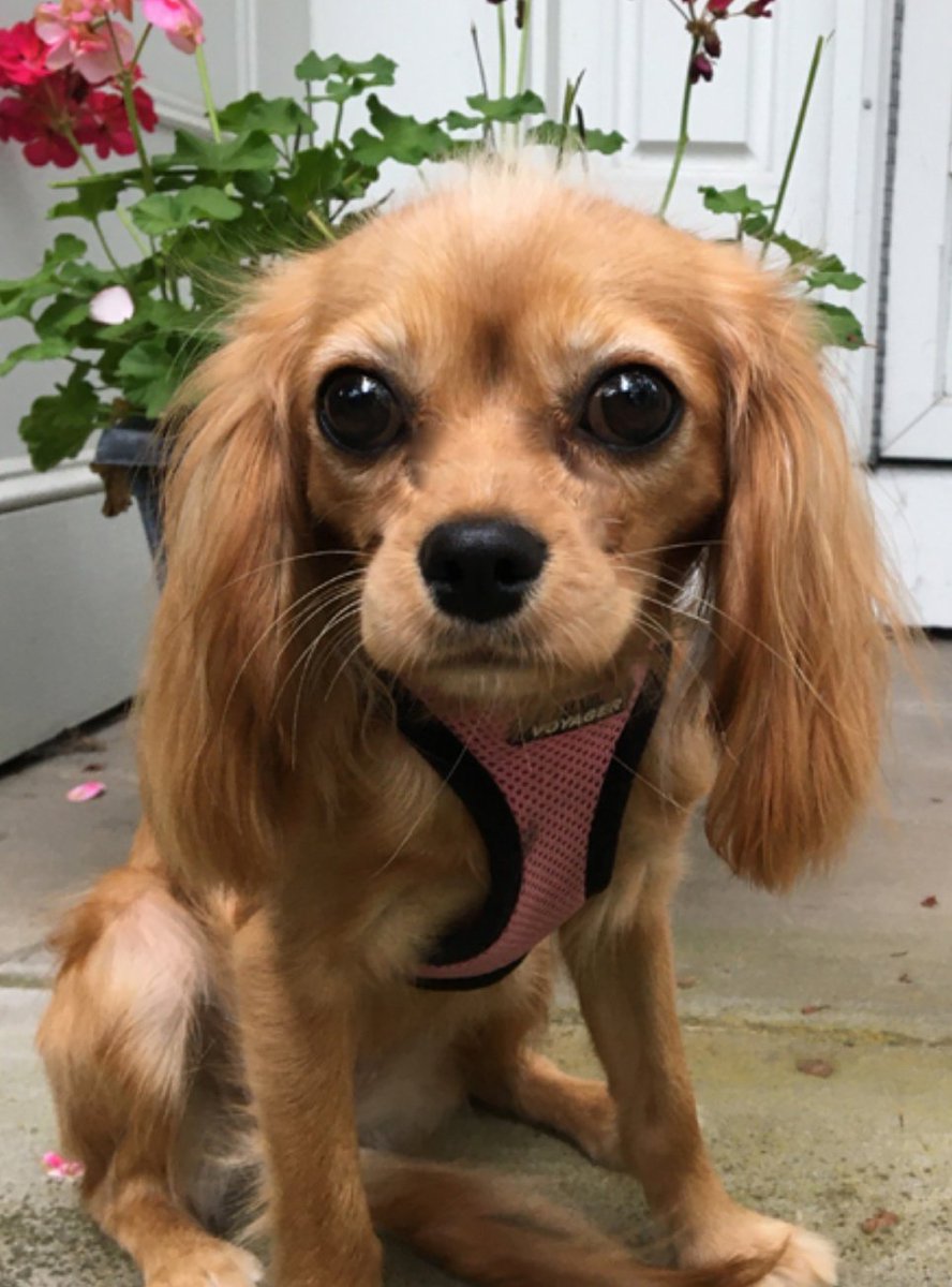 CavalierRescue's tweet photo. HI I'm 1 year old Ava in Andover MA. and I'm an extremely adorable Cavalier mix! My foster Mom declared I'm the best foster she's ever had! I travel well, sleep all night, and have excellent house training. Leash walking, fetch and massages - love them! https://t.co/Hm8YF0XRSH https://t.co/kciYMtYdnL
