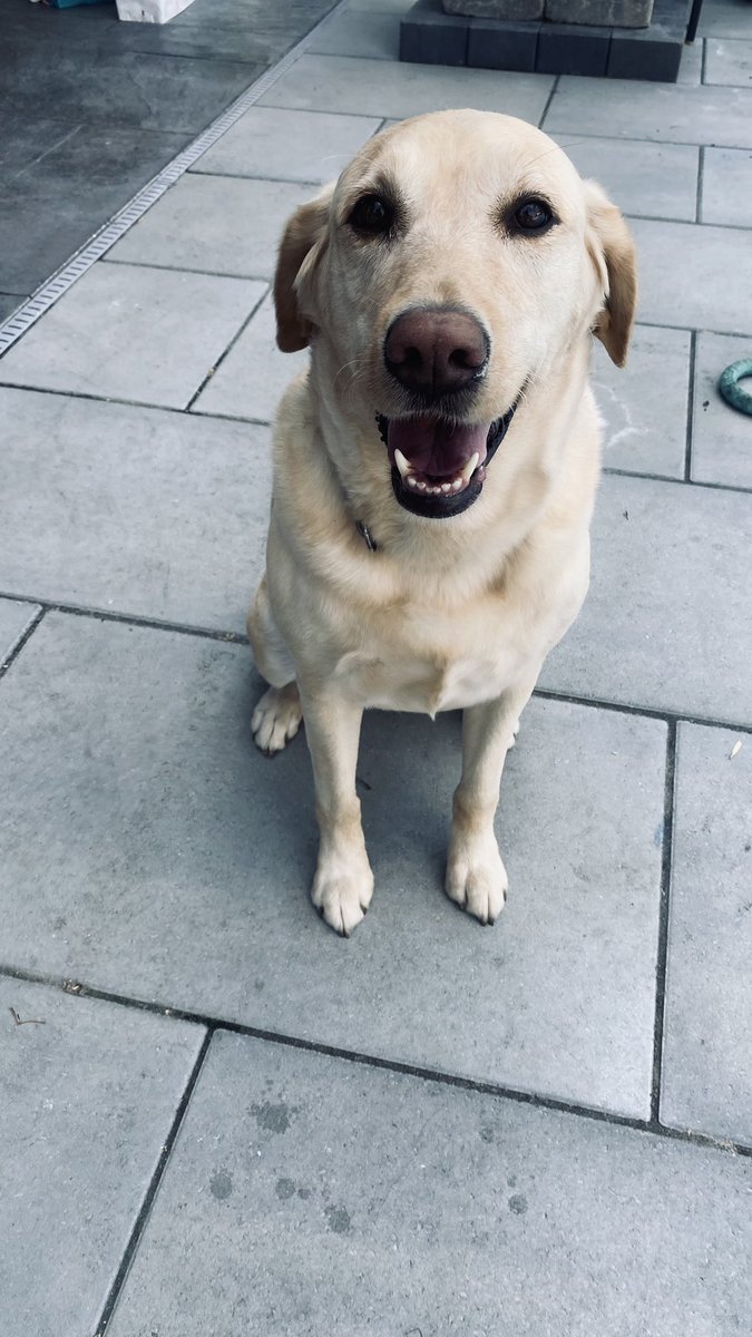gregory_nancy's tweet photo. @Phil_Sledge Our sweet, smiley #MissSadieMae #GoldenLab #Goldador https://t.co/pIxC8m5ZRA