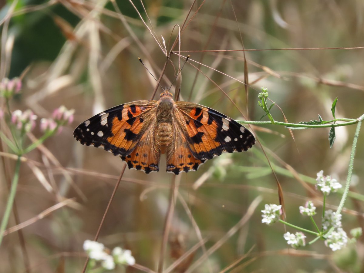 Vanessa cardui, la vane de los cardos es migratoria. #Mariposa #Lepidoptera 🦋