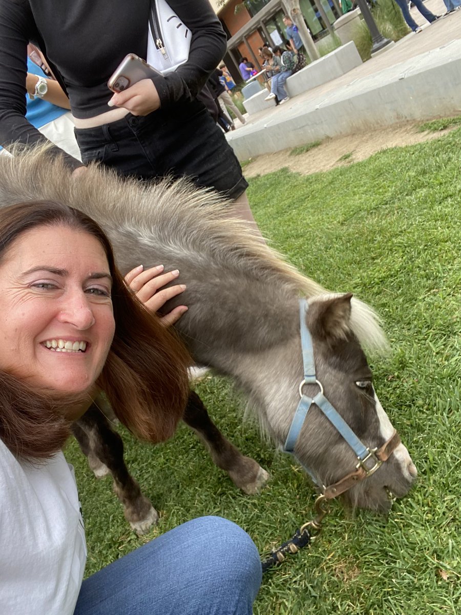 We should have mini horses at school every day!
