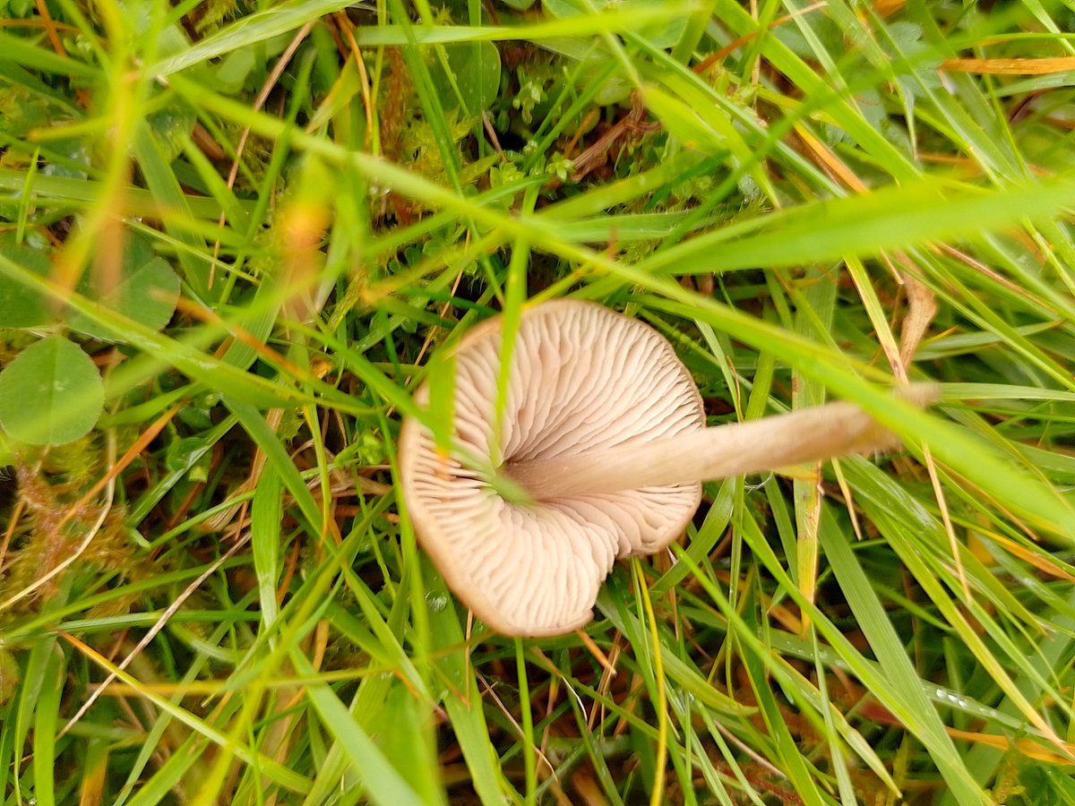 The genus Entoloma (pinkgills) is greatly associated with semi-natural grasslands. While all share the characteristic pink and angular spores. E.corvinum (crow pinkgill), E.formosum (pretty pinkgill), and E.conferendum (star pinkgill) are all quite common in Irish grasslands.
