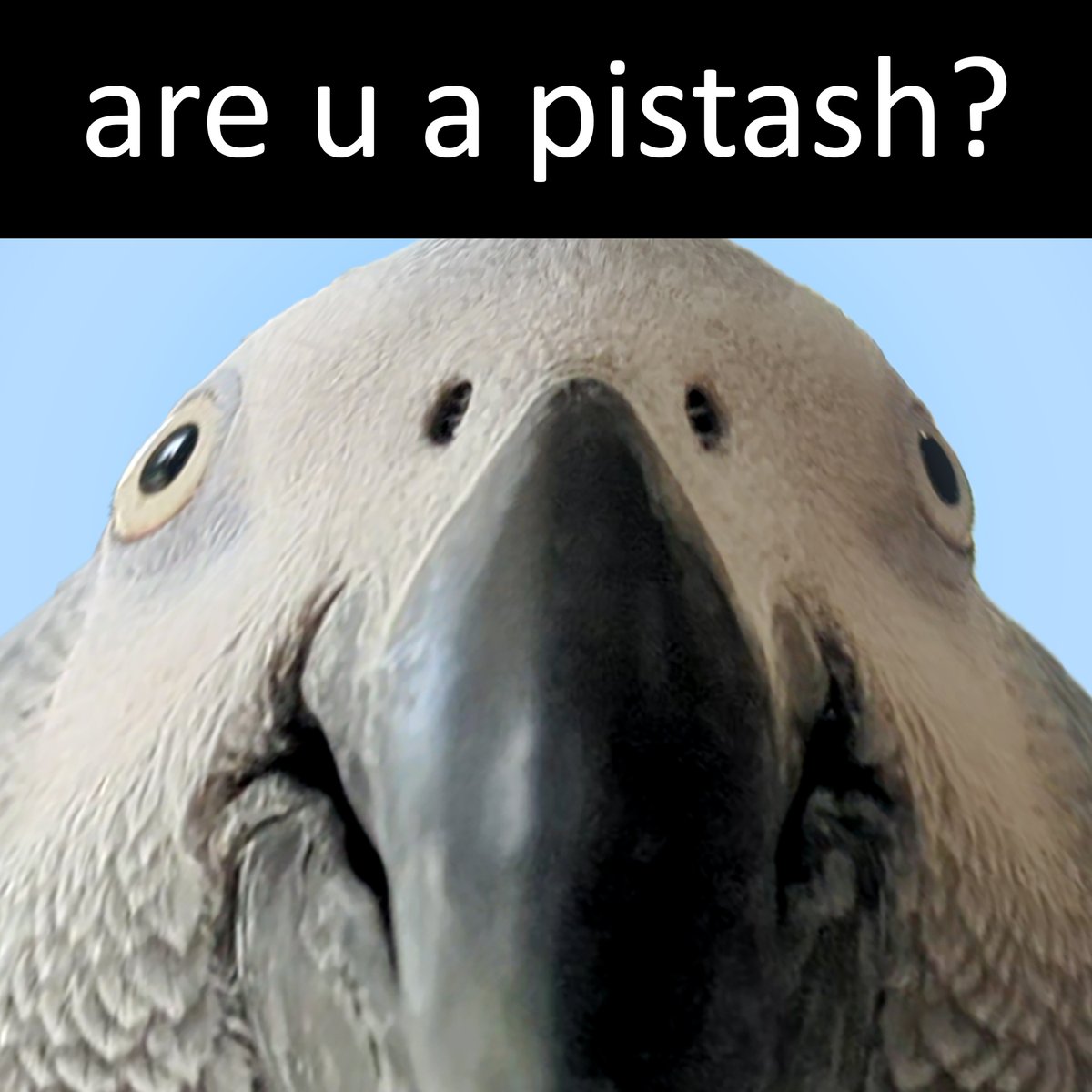 When u bein' a pi'snack and he gives you this look #memes, image size:1200x1200