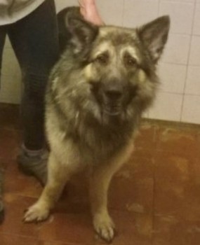 Reunited: Silver Sable German Shepherd Dog Male doglost.co.uk/dog-blog.php?d…   Missing for 5 yrs.  Found dumped in Colchester - read his story.  #PetTheft