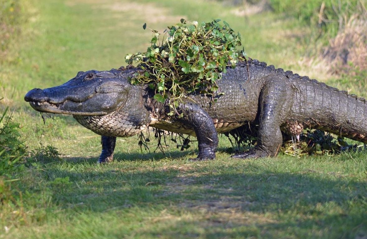GatorsDaily's tweet photo. he is going out to a fancy dinner https://t.co/2e0nWIO6ez