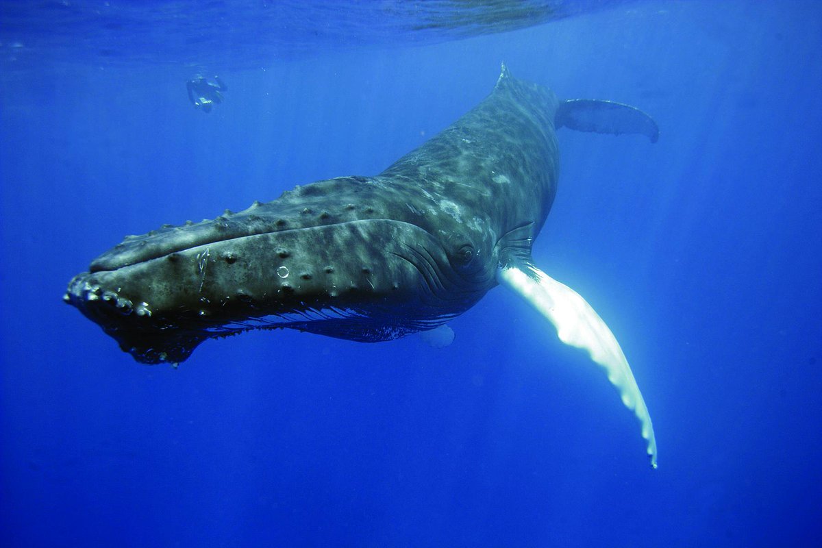 Don't forget to Register! 
Ted Cheeseman (Co-founder of Happywhale) “What's Happening with Humpback Whale Populations in the North Pacific? New Science for a changing ocean environment." 
Wed, September 20, 2023, at 5 pm PT
REGISTER NOW! bit.ly/3LmMbtc
