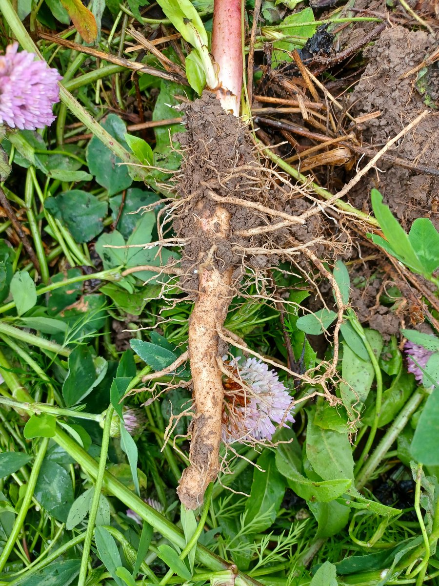Maan rakenteen arviointia, lierojen havainnointia ja tunnistusta sekä monipuolisiin aluskasvi- ja maanparannuskasviseoksiin tutustumista ja tiedonvaihtoa piti sisällään IKIVIHREÄ #hiilestäkiinni peltopäivä <a href="/Maan_viljelija/">Juuso Joona</a> tilalla. Olipa antoisa päivä!