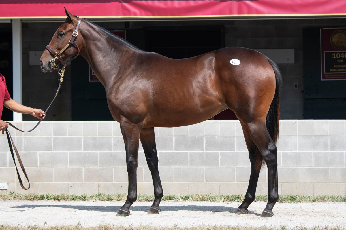 HUGE UPDATE🚨This filly’s 2yo half brother PRINCE OF MONACO (Speightstown), a $950,000 Saratoga yearling, is now 3 for 3 after his win in the G1 Runhappy Del Mar Futurity last weekend! 
👉ow.ly/TqWB50PLjIp
#1026 - Barn 49 @keeneland #KeeSept @StonestreetFarm #BredandRaised