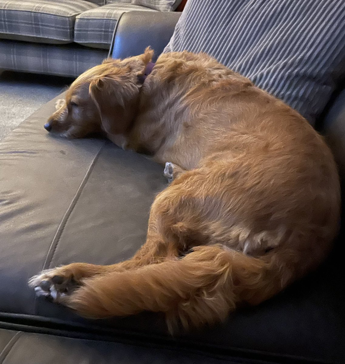 lyndger's tweet photo. @Phil_Sledge Comfy… https://t.co/tRLkTTcYKu