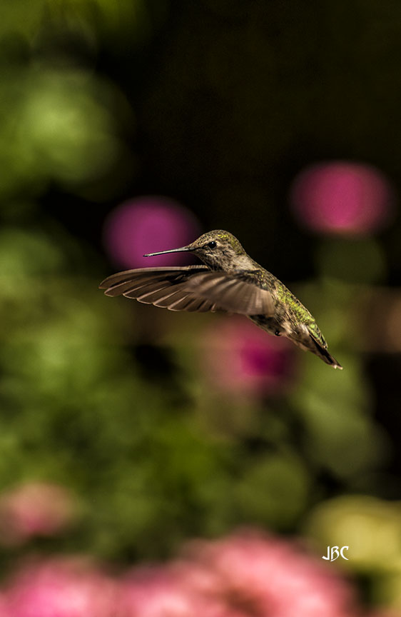 I usually use #WingedWednesday, but I see that #WingsWednesday is a thing, so back to my favorite wings with this set of #hummingbirds. it was rather challenging to catch them in mid-air with nothing to pre-focus on.

#birds