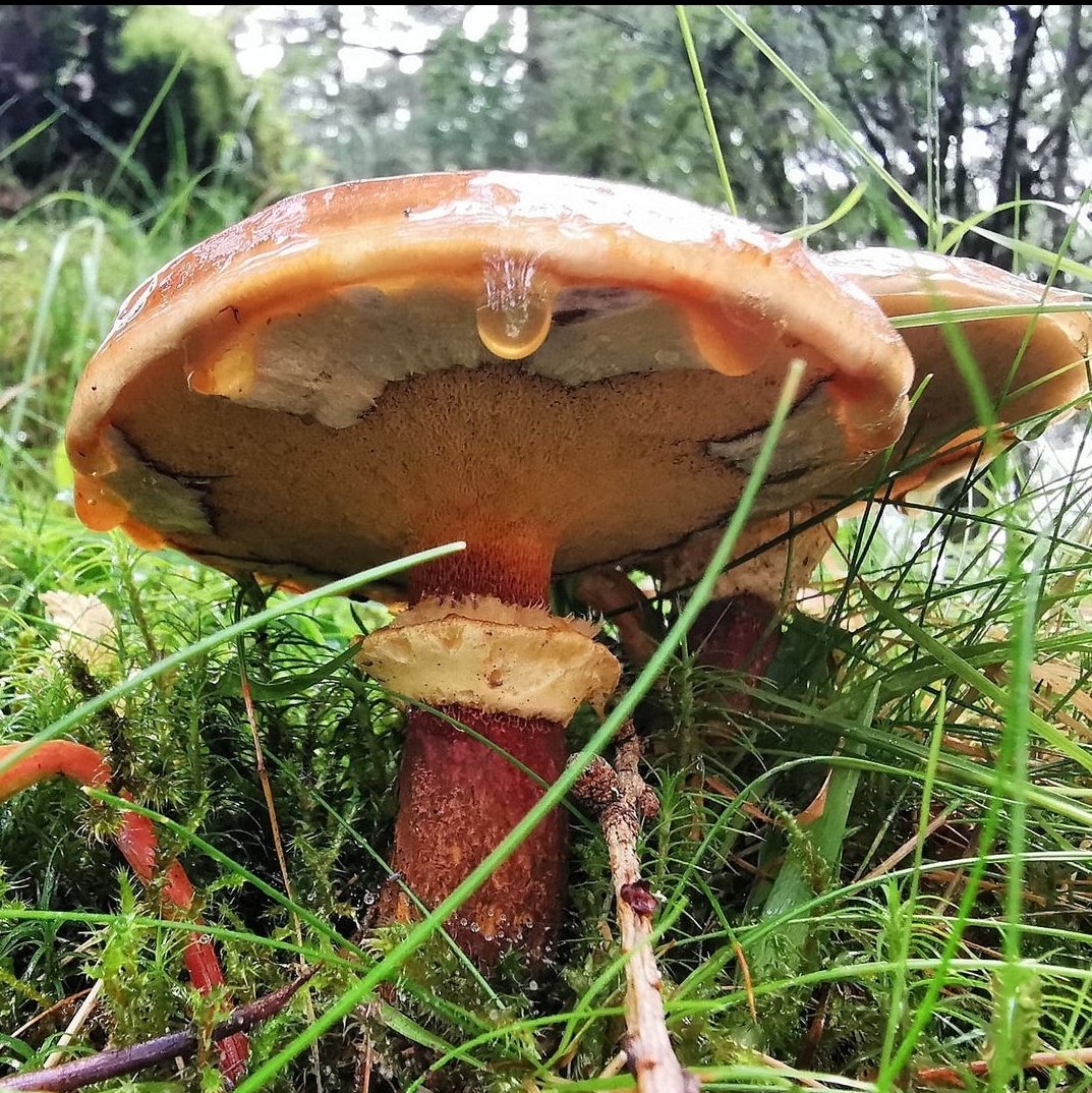 leanner__'s tweet photo. @PaulStamets Some of my favourite shots taken on my phone 🍄✨ #NationalMushroomMonth https://t.co/zdt9ykBHj4
