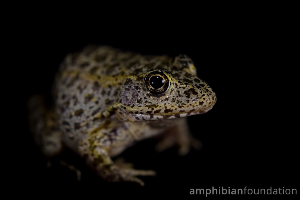 amphibianfound's tweet photo. For those who decided to go for the Gopher Frog (Lithobates capito) as their #GuessThatSpecies answer: congratulations! This fetching frog develops into its adult form from the tadpole posted earlier today.
#GopherFrog #Lithobates #Lithobatescapito #Conservation #Ecology https://t.co/keoyl4hMtI