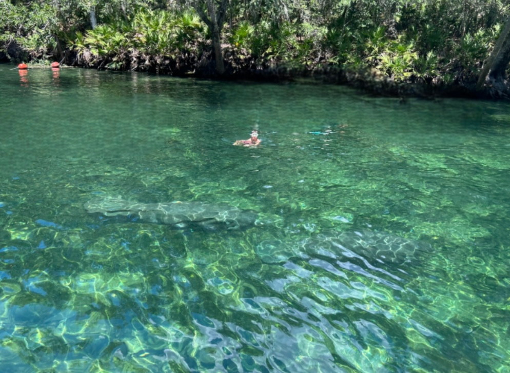 Blue Spring Adventures tweet media