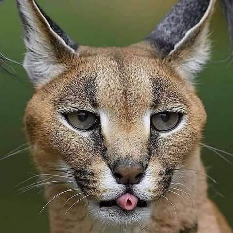 Tlabo (@tlabomorune) on Twitter photo 