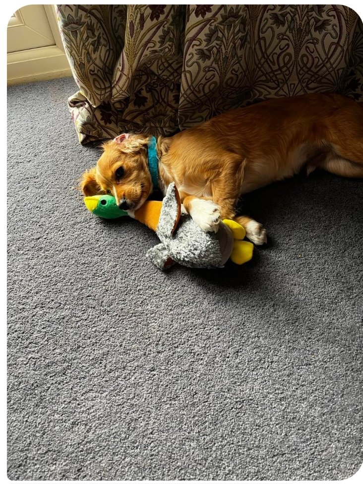 SpaldingPriAcad's tweet photo. Year 2 loved hot seating Sox & his owner this afternoon in their science lesson. They discovered what animals and humans need to survive & how to care for mental health. Safe to say Sox was worn out after his first day of school! @InfinityAcad #puppylove #bringingsciencetolife https://t.co/A9AXvjOsYP