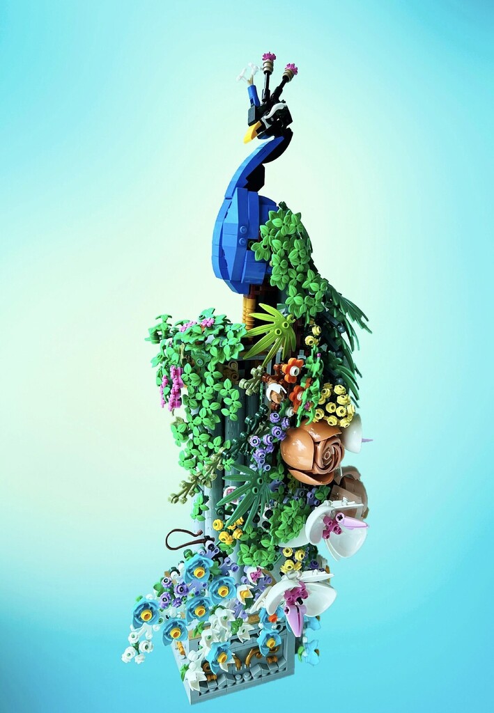 LegoDarthVader's tweet photo. A peacock’s plume in bloom https://t.co/c7zHCltbZc https://t.co/uY7m9RfsRm
