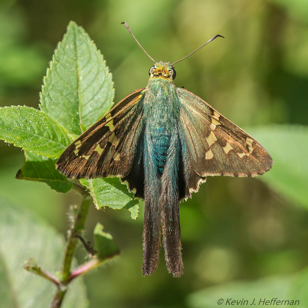 MarylandBiodiversity tweet media