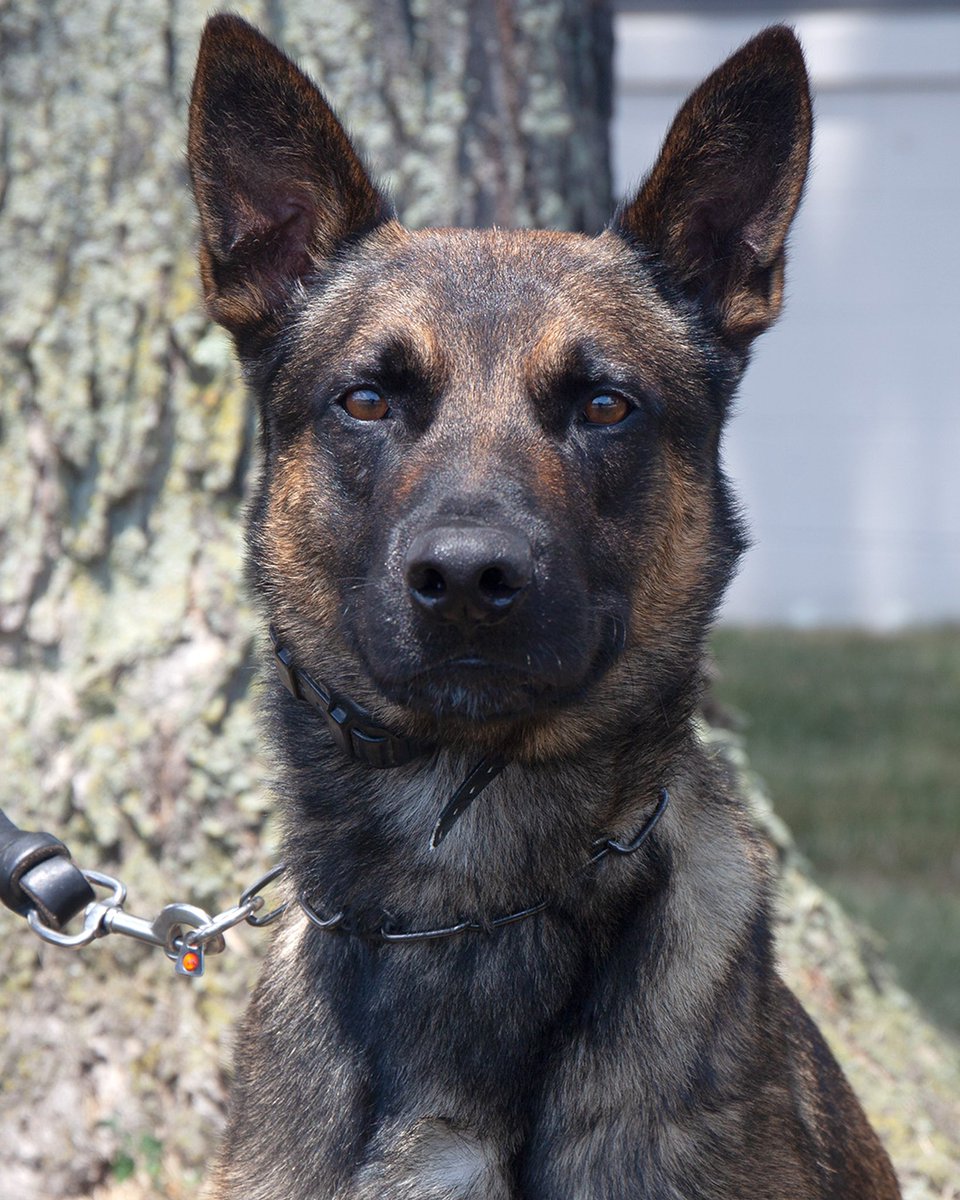 #DaneloCavalcante | #DaneloSouzaCavalcante | #ManHunt

The name of our Hero is: K-9 Officer, Yoda. Good boy! Give him 25k of treats and a rib eye steak, a raise and retirement.