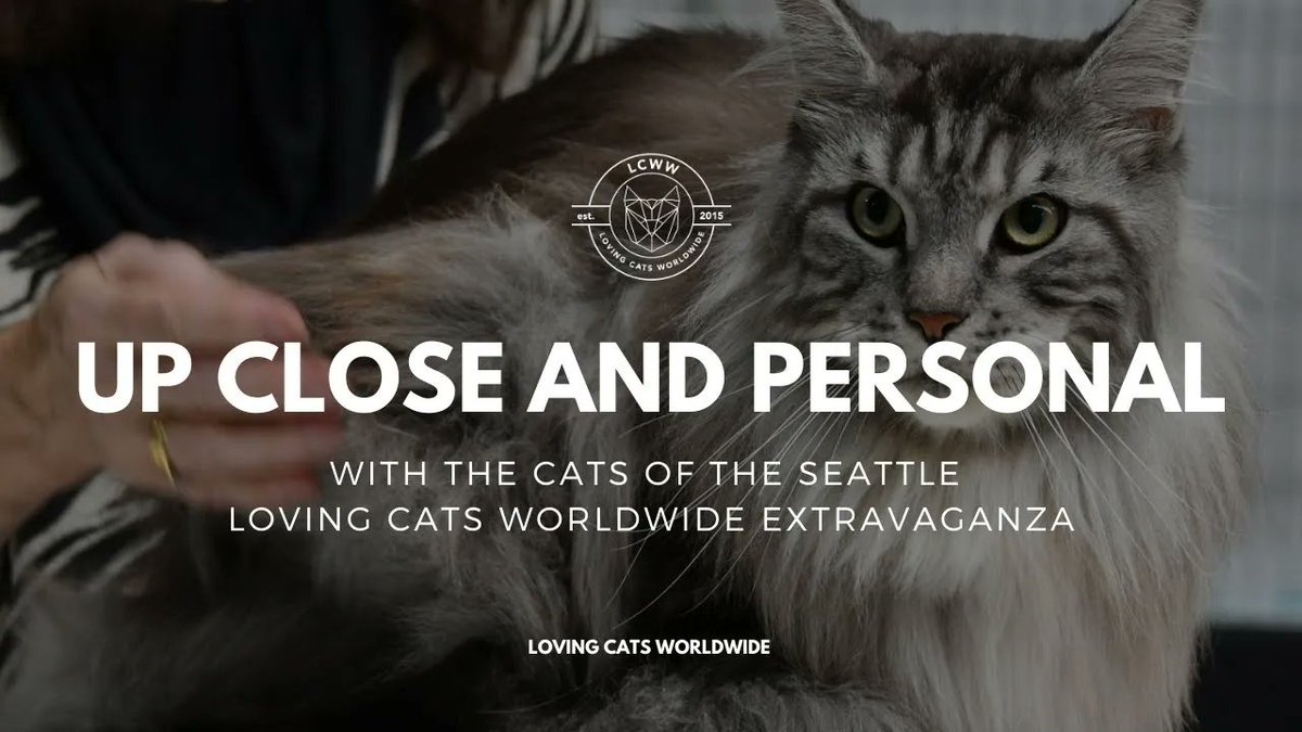 LCWWGroup's tweet image. Our new YouTube Video is up! Get up close and PURRsonal with the cats of the Seattle Cat Extravaganza! 🐱 
buff.ly/3r94DhX
🎟️ Get tickets: buff.ly/47UceRQ
🐈 Enter your cat: buff.ly/3NSagts