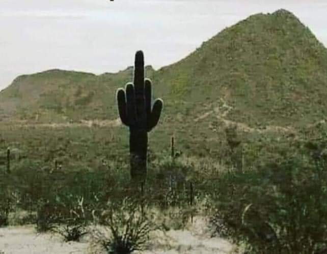 AceFreeman8's tweet photo. @TheRickyDavila TRIGGERED?
You also win this desert plant.
Bowman got one earlier. https://t.co/QOqPi1l2kd