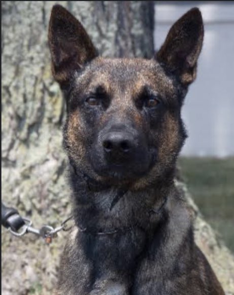 JennieSTaer's tweet photo. This is the hero BORTAC K9 Yoda, who took down the escaped killer in Pennsylvania 

@DailyCaller https://t.co/pFTajuId2m