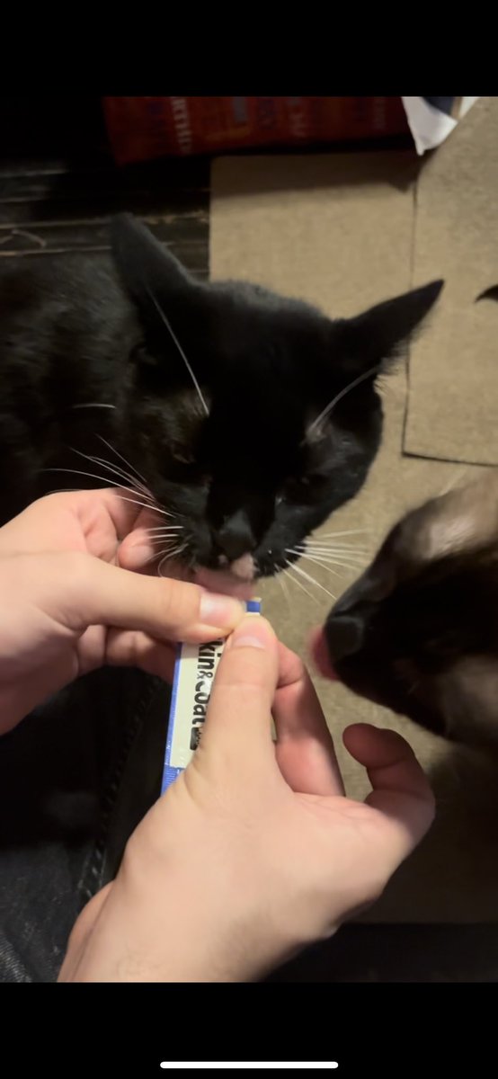 jackyknoff's tweet photo. Gatito’s 13th birthday and Momo’s 2nd birthday https://t.co/7y4MZ3DAlN