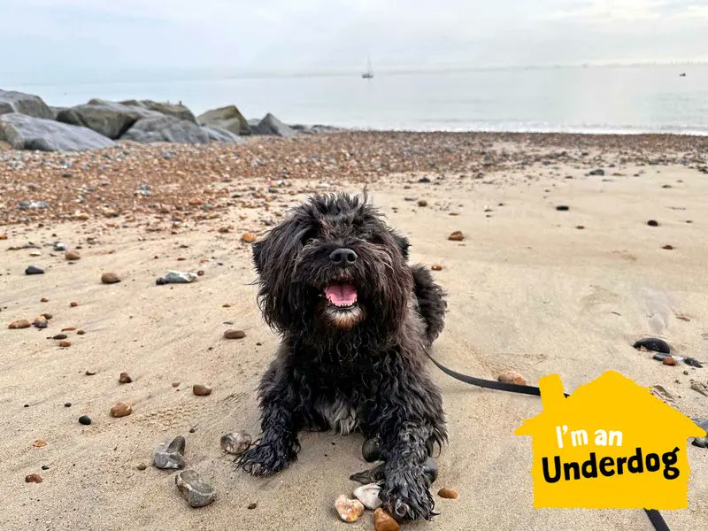 Please retweet to help Woody find a home #SHOREHAM #SUSSEX #UK 
Intelligent #Shihtzu cross #Poodle aged 8.  He is looking for an experienced adult home as the only pet.  Please give him an extra share as he's been in the shelter for over a year😢   

DETAILS or APPLY👇