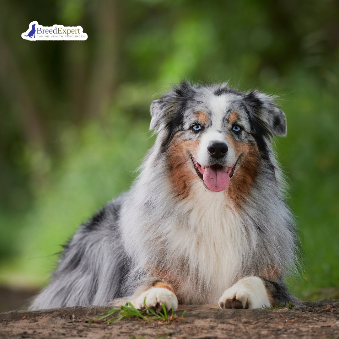 Looking for an energetic and intelligent companion? Meet the Australian Shepherd! 

Learn more about this amazing breed and see if your family can keep up! breedexpert.com/can-your-famil… 

#AustralianShepherdLovers #EnergeticDogs #SmartPets #petcare #petguide #dogguide #doglover
