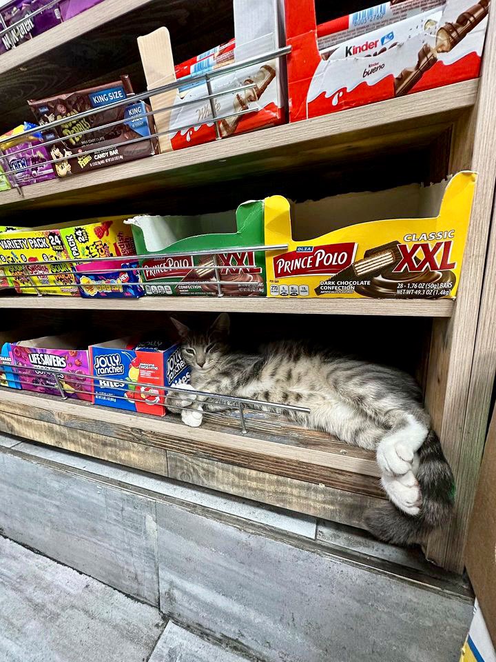 Bodega Cats tweet media