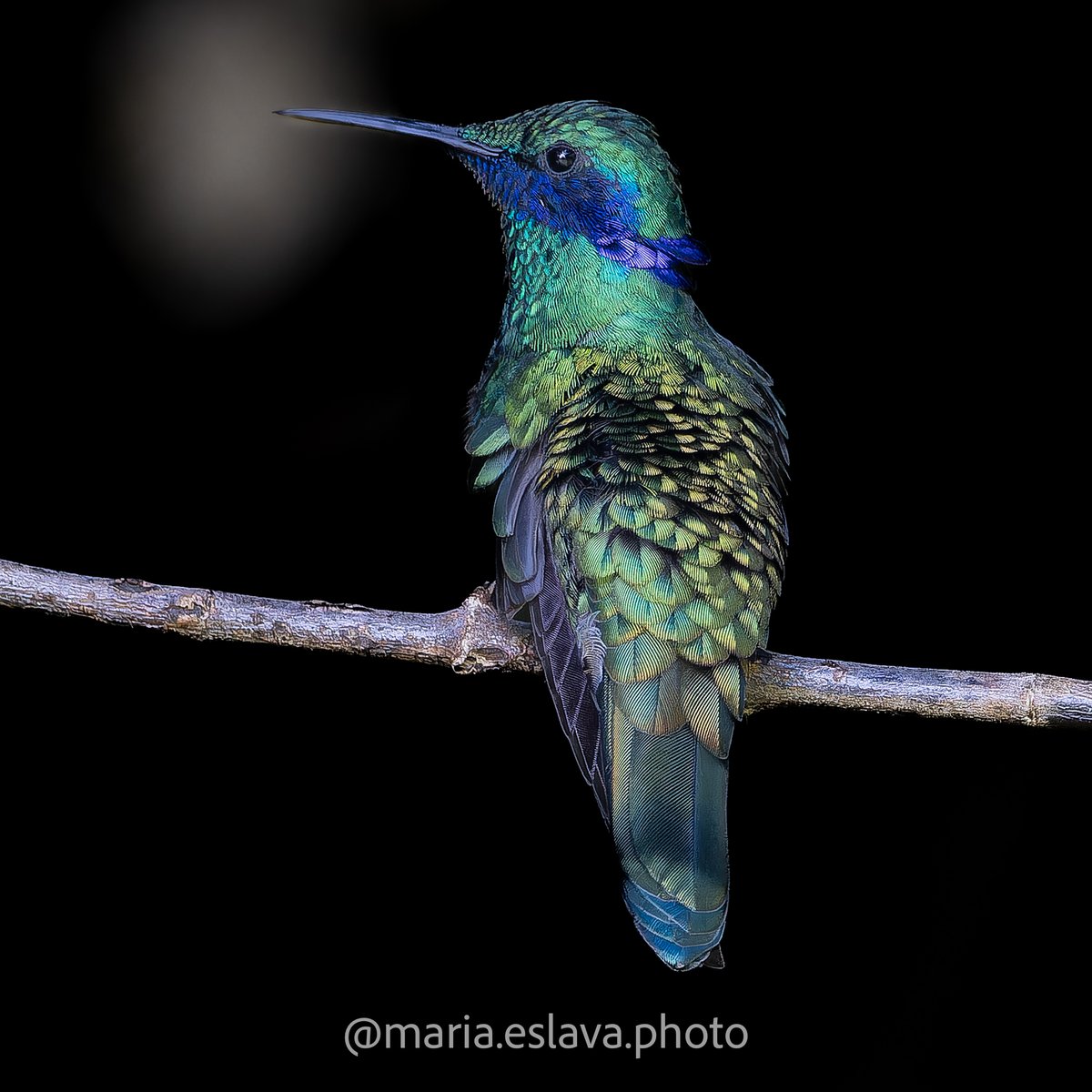 #BirdsSeenIn2023 #BirdsOfTwitter #hummingbird #miércolesdeemplumados #AvesDeColombia #Naturaleza #colibri