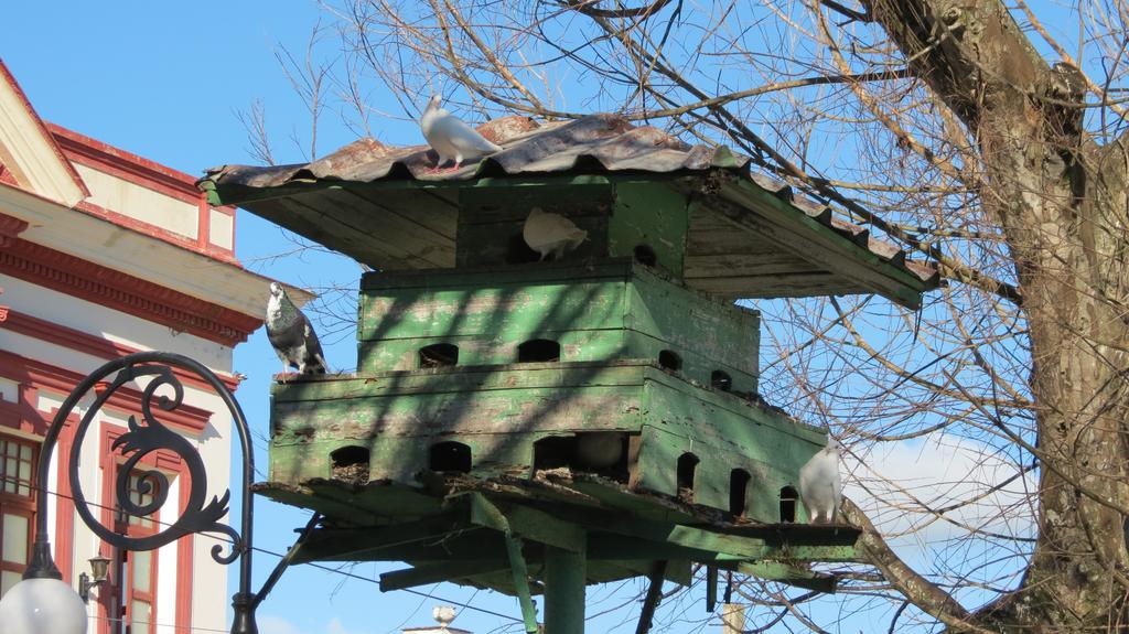 DVSToledo's tweet photo. El parque municipal de Placetas, en #VillaClara, es más hermoso gracias a las simpáticas #palomas que allí viven. #birding 📸 #NaturePhotography #columbiformes 🪶🕊️ https://t.co/HknnUzy41L
