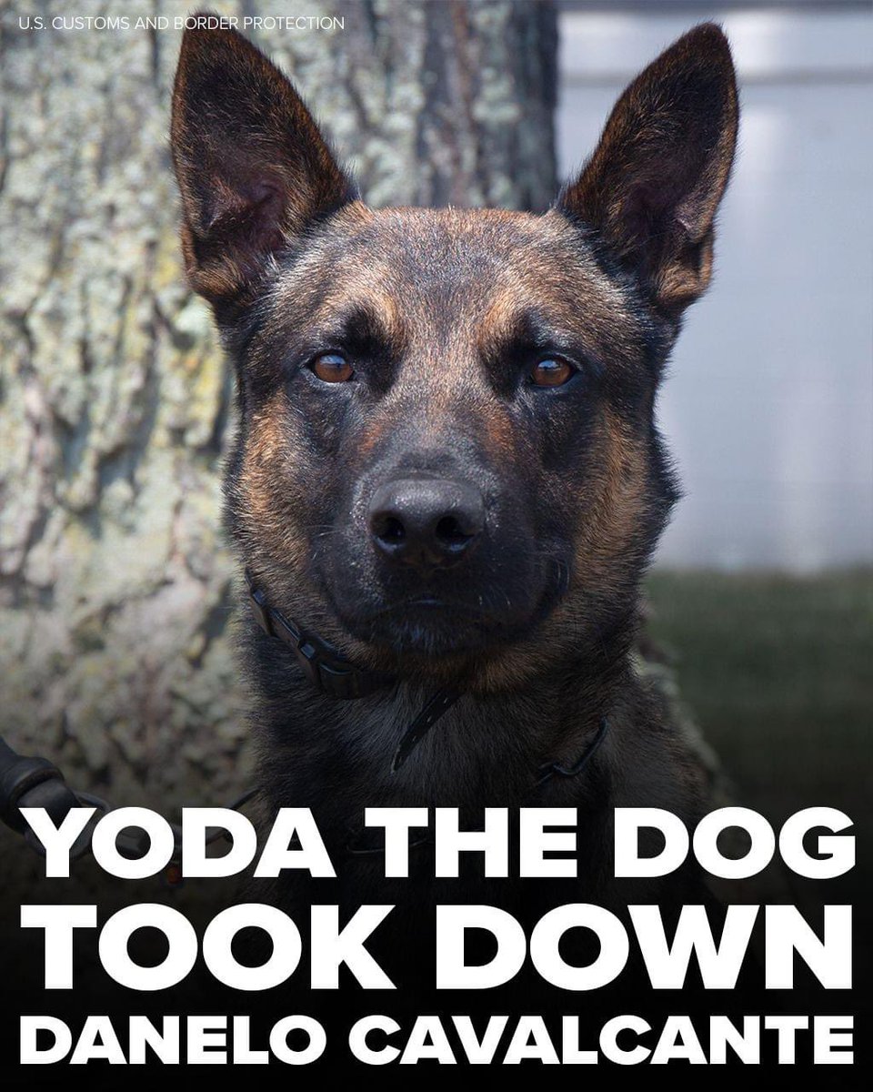 k9sofvalor's tweet image. 🐾 Shoutout to K9 Yoda! 🐾 

K9 Yoda, a 4 year old Belgian Malinois  with Customs and Border Protection, took down the Pennsylvania escaped murderer this morning.  

7ny.tv/3PBEL7J