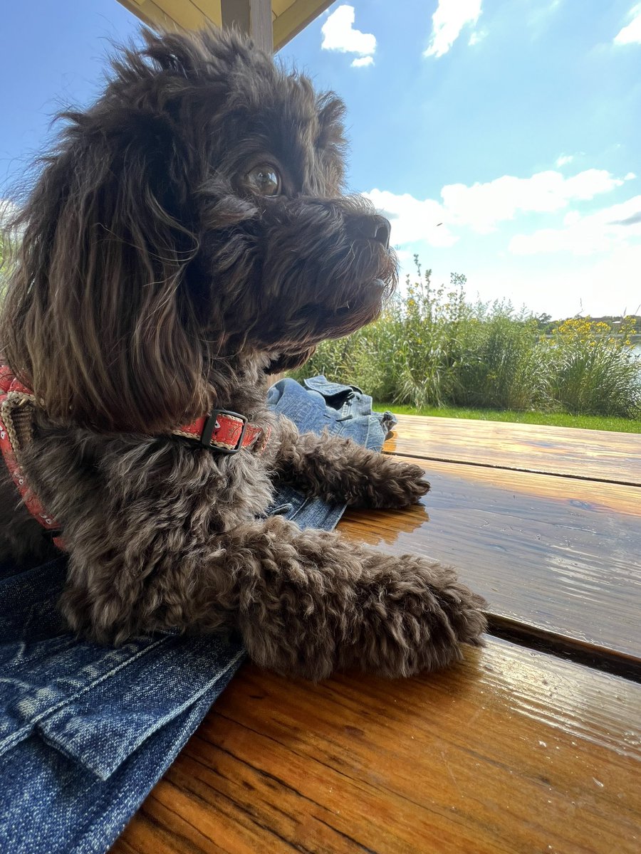Mschroeder6's tweet photo. Hey #dogsof112leads, do you have a favorite spot to visit? Walter’s spot is the pavilion over looking the lake by our house. Grandma takes him for walks there while the parents work. #112Leads https://t.co/CAcgxuDrlJ