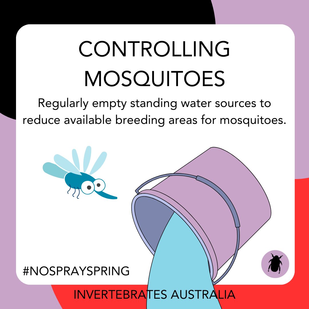 invertsau's tweet image. Mosquitoes lay their eggs in standing water, so make sure to empty containers around your home whenever possible. 

For more information, check out our website:
invertebratesaustralia.org/nosprayspring

#nosprayspring #tinynature #wildoz #insectconservation