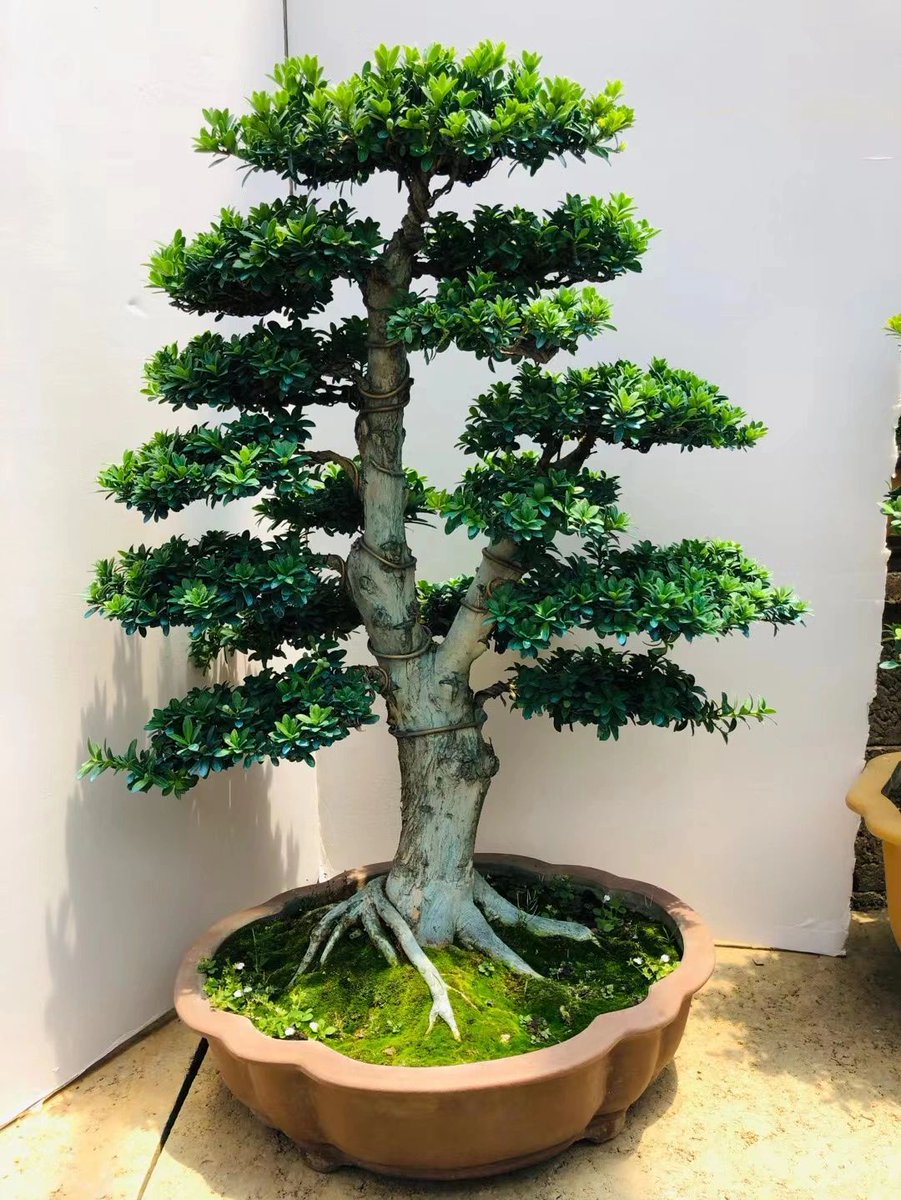 Michellaaq's tweet image. I'm always following behind you