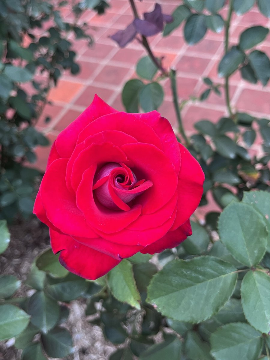 Cedavis59's tweet photo. I took a stroll in the White Oaks rose garden tonight. This garden was a pet project of @FurmanU former First Lady Martha Johns and is named in her honor. She loved Furman dearly and set the first spouse bar incredibly high. Here are a few photos from the garden in her memory. https://t.co/w1zigE9nnx