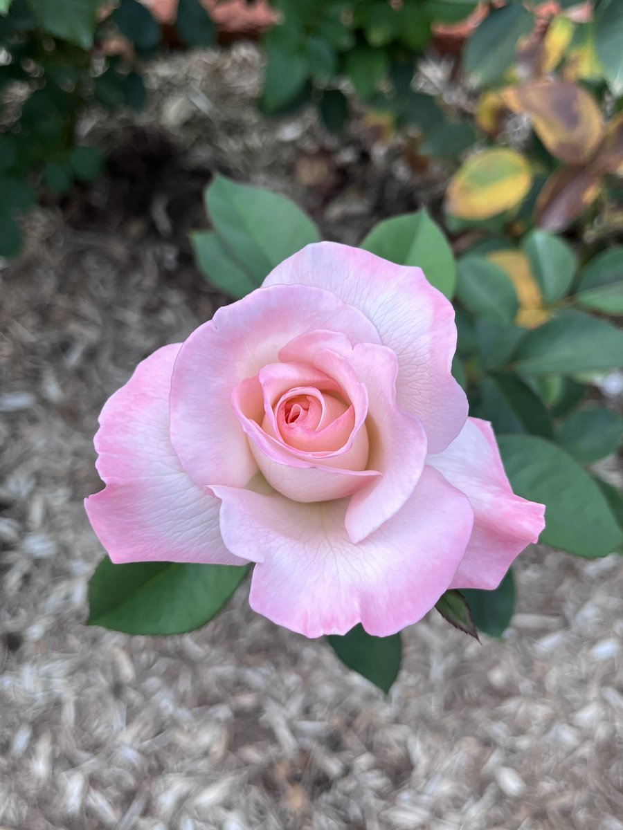 Cedavis59's tweet photo. I took a stroll in the White Oaks rose garden tonight. This garden was a pet project of @FurmanU former First Lady Martha Johns and is named in her honor. She loved Furman dearly and set the first spouse bar incredibly high. Here are a few photos from the garden in her memory. https://t.co/w1zigE9nnx