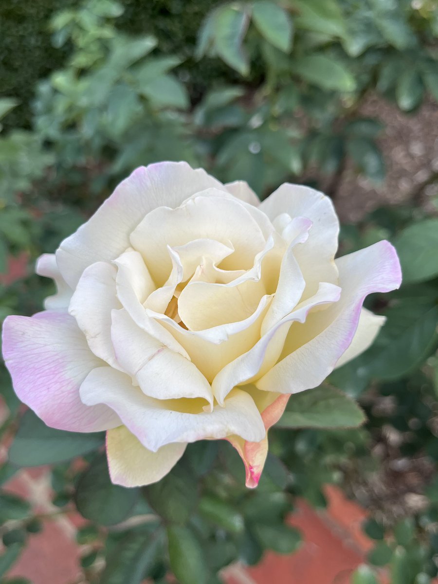 Cedavis59's tweet photo. I took a stroll in the White Oaks rose garden tonight. This garden was a pet project of @FurmanU former First Lady Martha Johns and is named in her honor. She loved Furman dearly and set the first spouse bar incredibly high. Here are a few photos from the garden in her memory. https://t.co/w1zigE9nnx