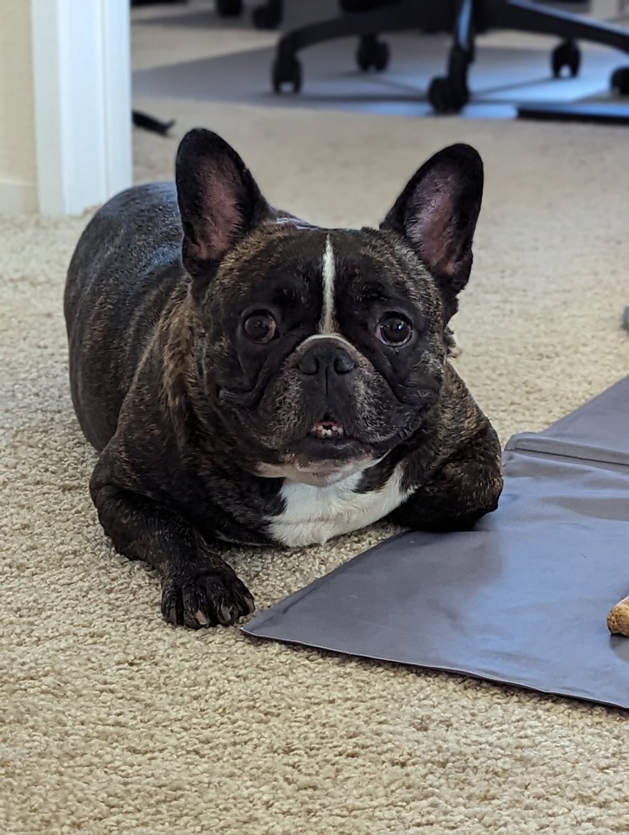 Mariel | UGC | AMAZON | PET CREATOR tweet media