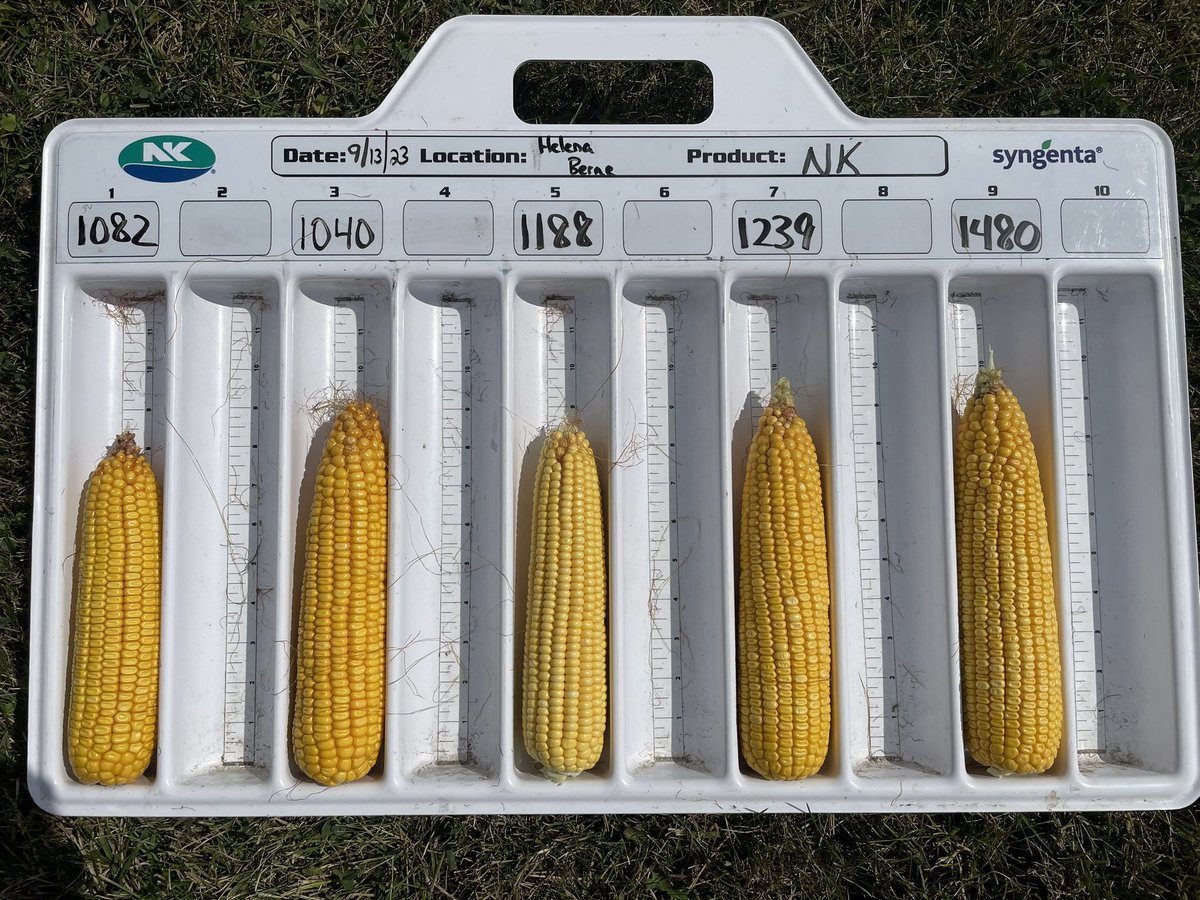Thanks to Helena Berne and Sycamore Circle Farms for another awesome plot this year. NK1040-AA and NK1480-DV are continuing to demonstrate the power of the NK 20 in ‘24 corn launch class!

#SuccessWithNK <a href="/NKSeeds/">NK Seeds</a> @NKGreatLakes <a href="/HelenaAgri/">Helena Agri-Enterprises</a>