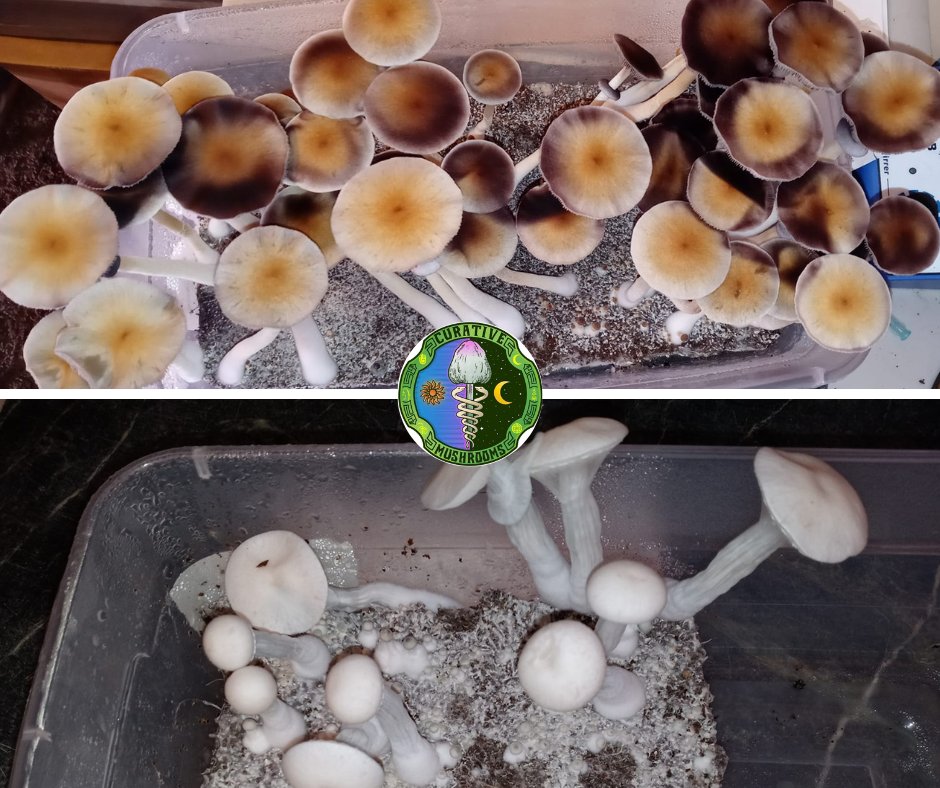 'Today's harvest..' #ShroomBomb 🤩🍄🍄🍄

©️ Kenneth, CM Growers group

4 Easy Steps for Growing Mushrooms at Home:
➡️ blog.curativemushrooms.com/how-to-grow-mu…
.
.
.
#happymushrooms #manuremushrooms #mushroomgrowing #mycology #mycelium #mushrooms