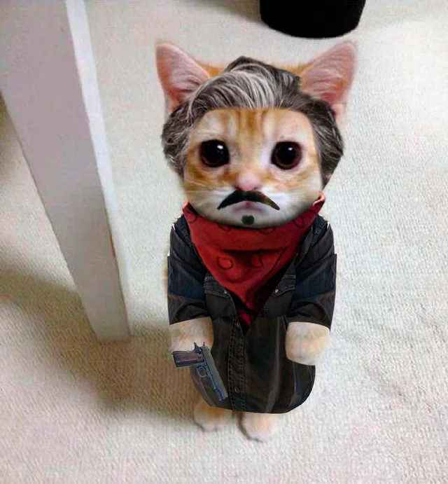 DailyCatOOC's tweet photo. https://t.co/5LjxbW52n6