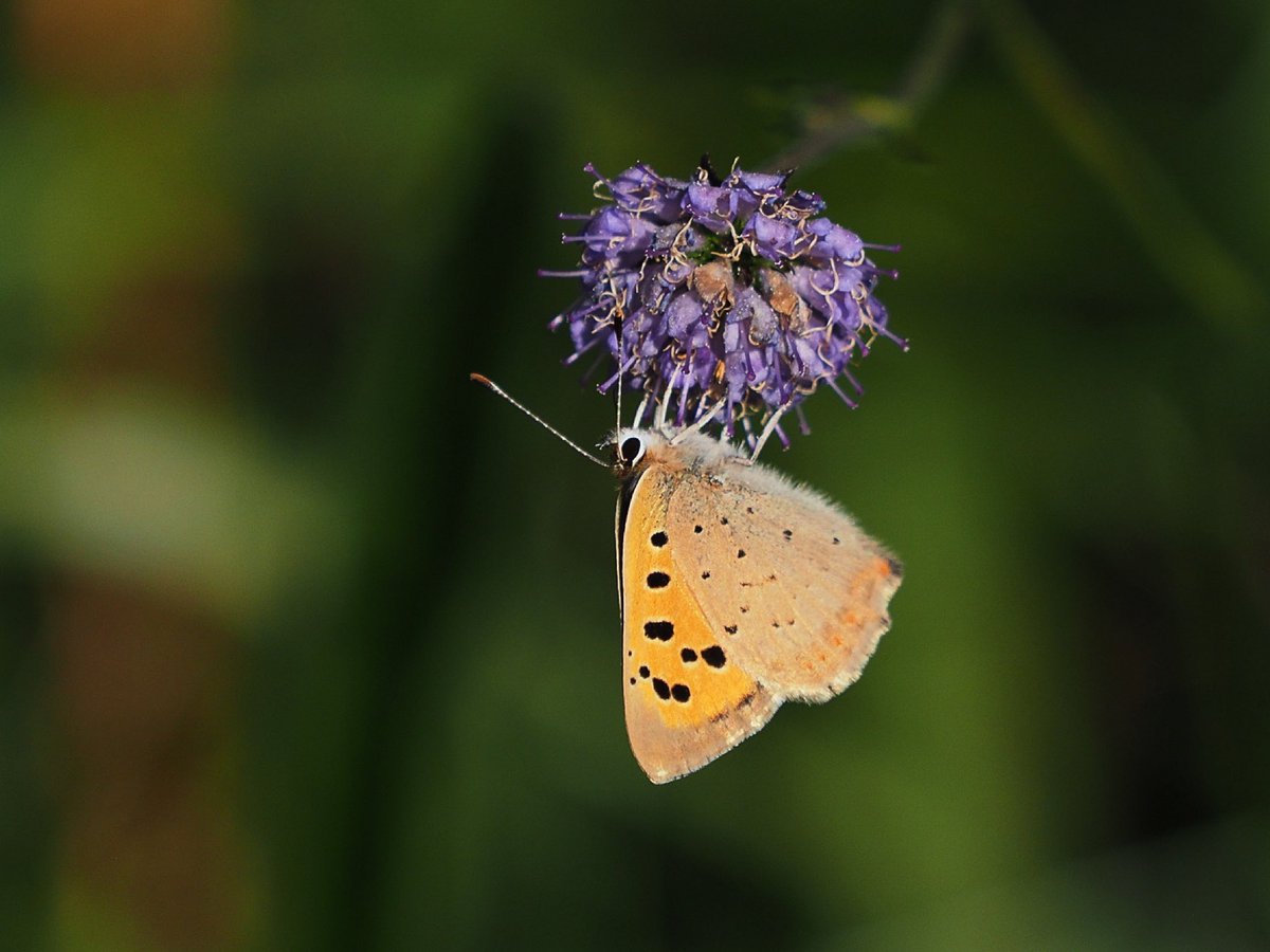 Small Copper on Devils-bit Scabious, Ash Priors Common #somerset @BCSomerset @savebutterflies @SomButterflyRec @UKBMSLive @SomersetWT @OMSYSTEMcameras @OlympusUK