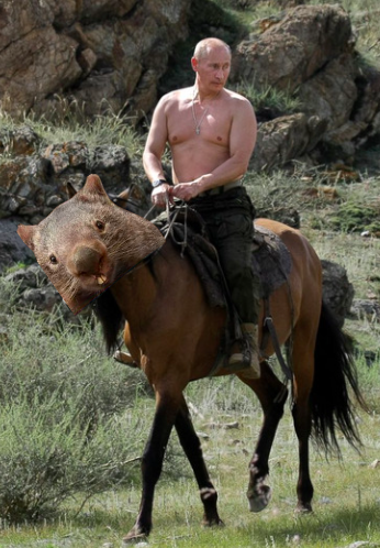 WombatCoinErc's tweet photo. 🇷🇺🇷🇺🇷🇺 https://t.co/6Rx0cVY6pg